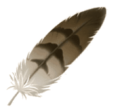 Nest and Feathers
