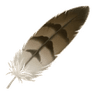 Nest and Feathers