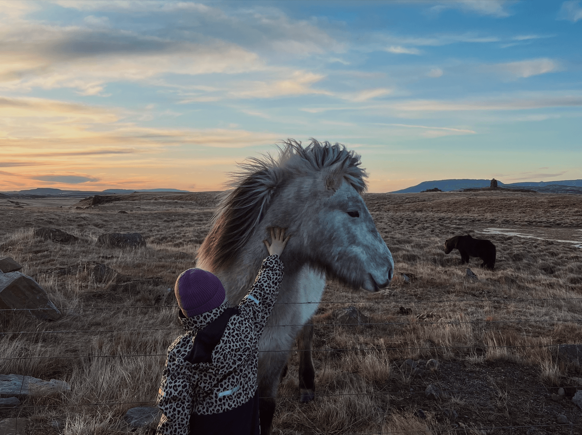 A girl stroking a horse in Iceland